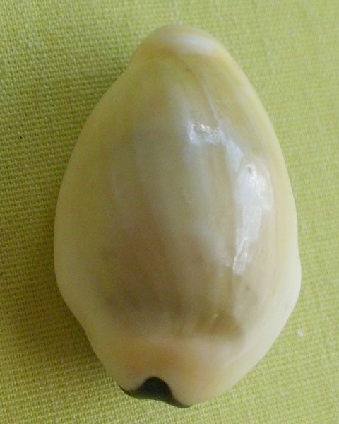 //คืนกำไรให้ลูกค้า//เบี้ยมหาโภคทรัพย์ ฝังตะกรุดหัวใจเศรษฐี หลวงปู่สิงห์ วัดบ้านขี้เหล็กจ.ศรีสะเกษA18