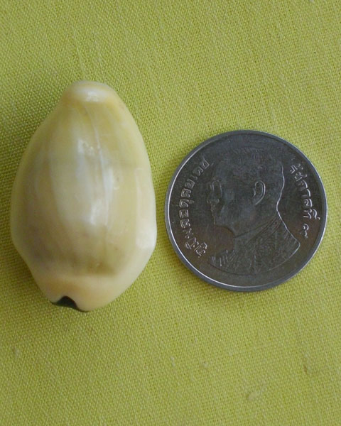 //คืนกำไรให้ลูกค้า//เบี้ยมหาโภคทรัพย์ ฝังตะกรุดหัวใจเศรษฐี หลวงปู่สิงห์ วัดบ้านขี้เหล็กจ.ศรีสะเกษA18