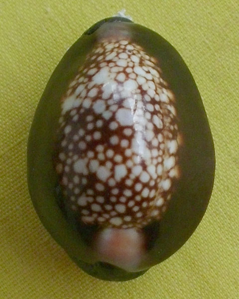 //คืนกำไรให้ลูกค้า//เบี้ยกัน บรรจุทรายเสก+แร่เขาพนมกุเลนฯ หลวงปู่สิงห์ วัดบ้านขี้เหล็ก จ.ศรีสะเกษ*18