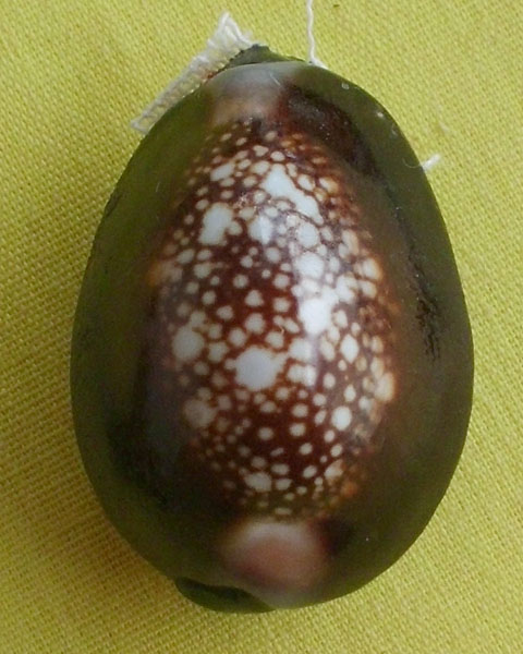 //คืนกำไรให้ลูกค้า//เบี้ยกัน บรรจุทรายเสก+แร่เขาพนมกุเลนฯ หลวงปู่สิงห์ วัดบ้านขี้เหล็ก จ.ศรีสะเกษ*28