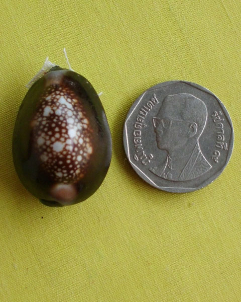 //คืนกำไรให้ลูกค้า//เบี้ยกัน บรรจุทรายเสก+แร่เขาพนมกุเลนฯ หลวงปู่สิงห์ วัดบ้านขี้เหล็ก จ.ศรีสะเกษ*28