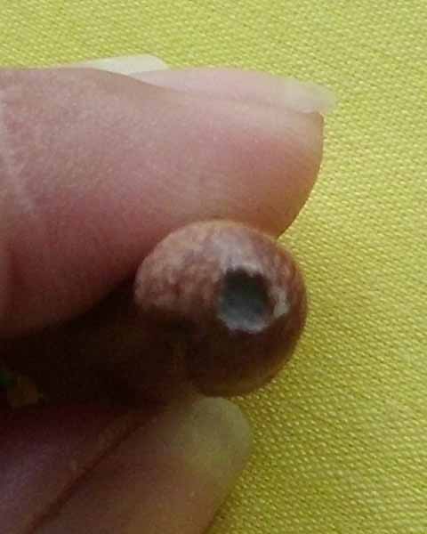 //คืนกำไรให้ลูกค้า//ปลัดขิกจิ๋ว ไม้มะขามฟ้าผ่า อุดเทียนชัย หลวงปู่สิงห์ วัดบ้านขี้เหล็กจ.ศรีสะเกษB26