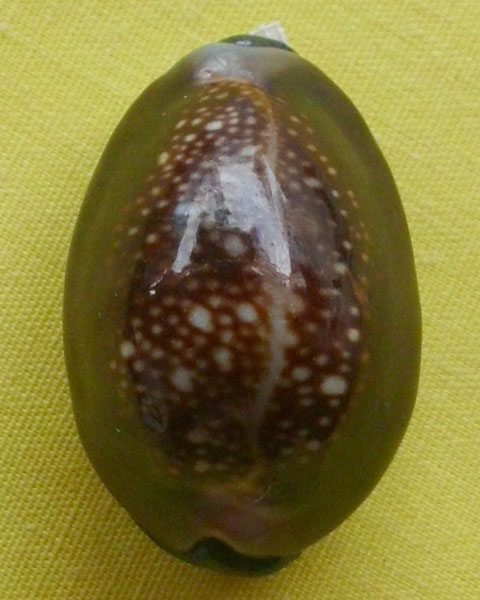 //คืนกำไรให้ลูกค้า//เบี้ยกัน บรรจุทรายเสก+แร่เขาพนมกุเลนฯ หลวงปู่สิงห์ วัดบ้านขี้เหล็ก จ.ศรีสะเกษ*41