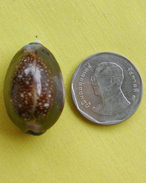 //คืนกำไรให้ลูกค้า//เบี้ยกัน บรรจุทรายเสก+แร่เขาพนมกุเลนฯ หลวงปู่สิงห์ วัดบ้านขี้เหล็ก จ.ศรีสะเกษ*41