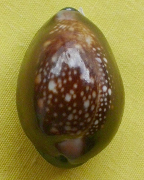 //คืนกำไรให้ลูกค้า//เบี้ยกัน บรรจุทรายเสก+แร่เขาพนมกุเลนฯ หลวงปู่สิงห์ วัดบ้านขี้เหล็ก จ.ศรีสะเกษ*44