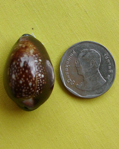 //คืนกำไรให้ลูกค้า//เบี้ยกัน บรรจุทรายเสก+แร่เขาพนมกุเลนฯ หลวงปู่สิงห์ วัดบ้านขี้เหล็ก จ.ศรีสะเกษ*44