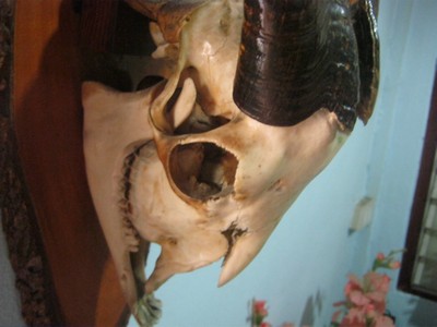 เขาแพะซาแนน