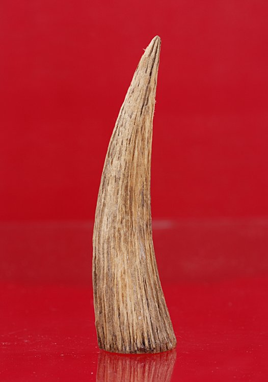 ปลายเขากวาง