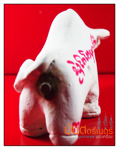 วัวธนูรุ่นไตรมาส ๕๕ (รุ่นแรก) ครูบาอินตา วัดศาลา จ.เชียงใหม่ (เลข 8)