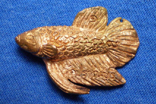 ประจวบ ปลากัด วัดปราณบุรี ประจวบ 