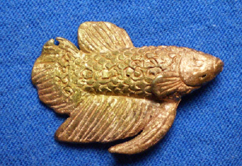 ประจวบ ปลากัด วัดปราณบุรี ประจวบ 