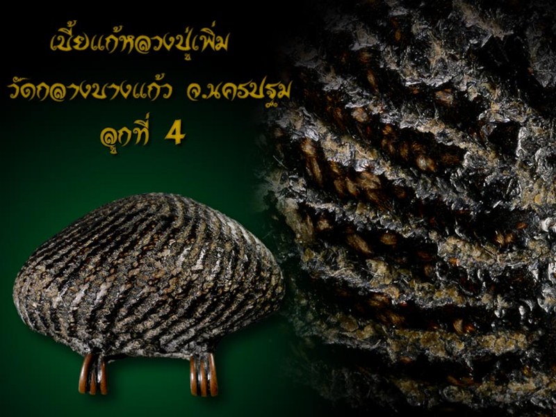 เบี้ยแก้หลวงปู่เพิ่ม วัดกลางบางแก้ว4