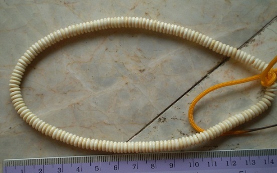 งาช้างแท้  แว่นโดนัท  ขนาด 6 มิล จำนวน 200 แว่น  เคาะเดียว 