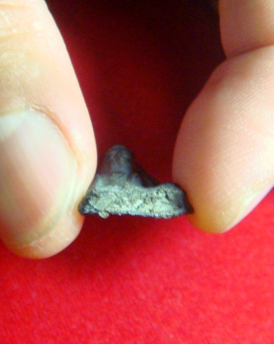 พระเชตุพนหน้าโหนกเนื้อชินเงิน สุโขทัย