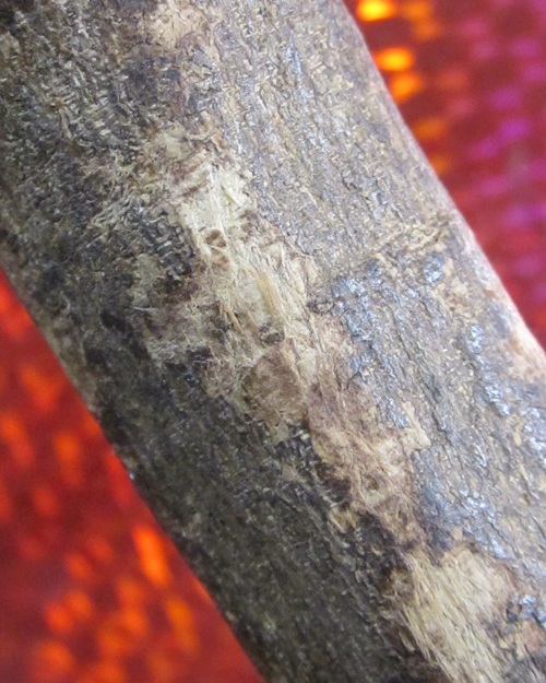 ปลัดขิก หลวงปู่เมฆ วัดลำกระดาน 3