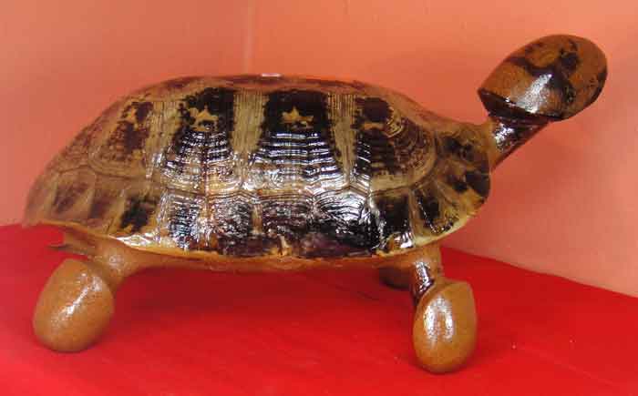 (((วัดใจเคาะเดียว๑๐บาท))) พญาเต่าเรือน เครื่องรางที่เป็นที่นิยมแสวงหาของบรรดาพ่อค้าแม่ขายทั้งหลาย คุ