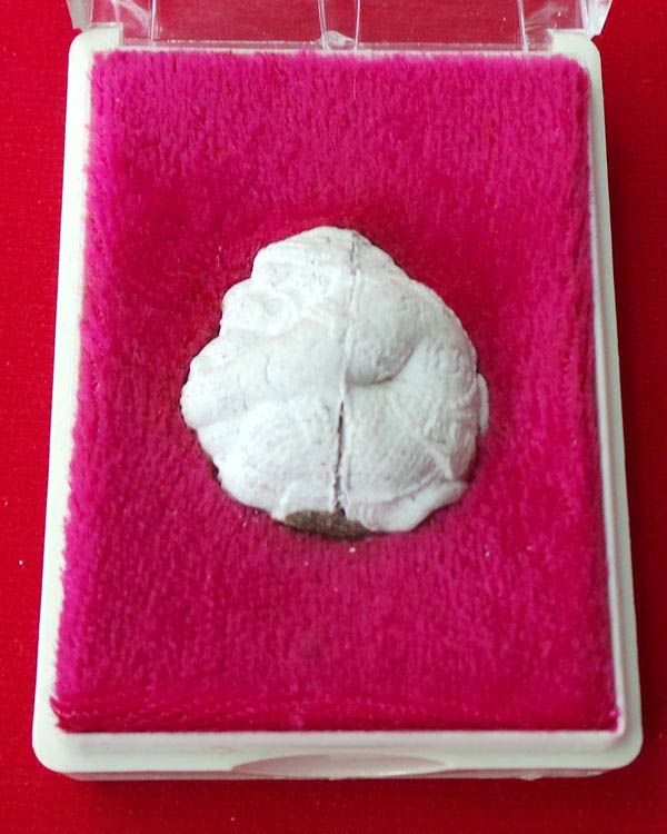 ลูกอมหนุมานครองเมือง  หลวงพ่อพูล  วัดไผ่ล้อม  จ.นครปฐม