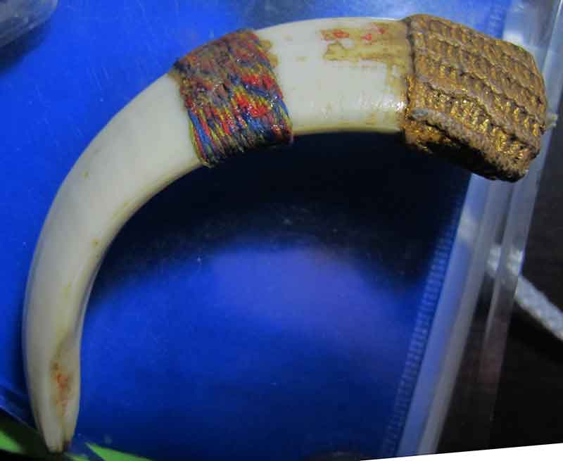 เขี้ยวหมูตัน หลวงปู่กาหลง วัดเขาแหลม จ.สระแก้ว  สภาพใช้