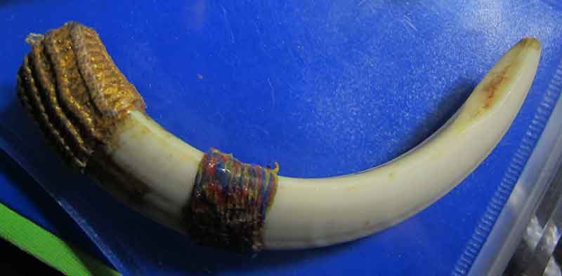 เขี้ยวหมูตัน หลวงปู่กาหลง วัดเขาแหลม จ.สระแก้ว  สภาพใช้