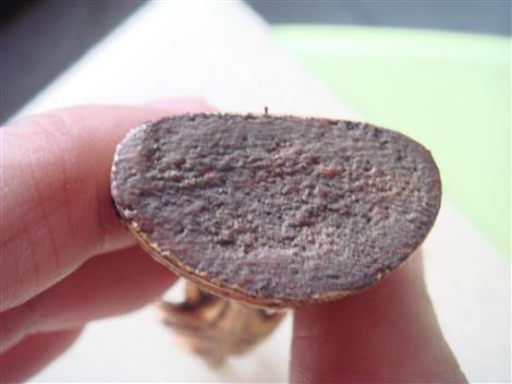 พระวัดเชิงท่า (พิมพ์ใหญ่) ทาชาดแดง ปิดทอง พิมพ์พระนาคปรก สวยๆ (เคาะเดียว) 950 บาท  No.2