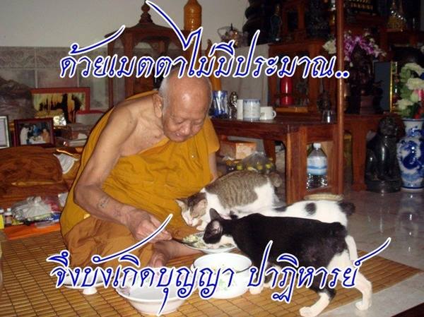 เนื้อผงชานหมาก รุ่นแรก หลวงปู่หงษ์ พรหมปัญโญ ปี 41 
