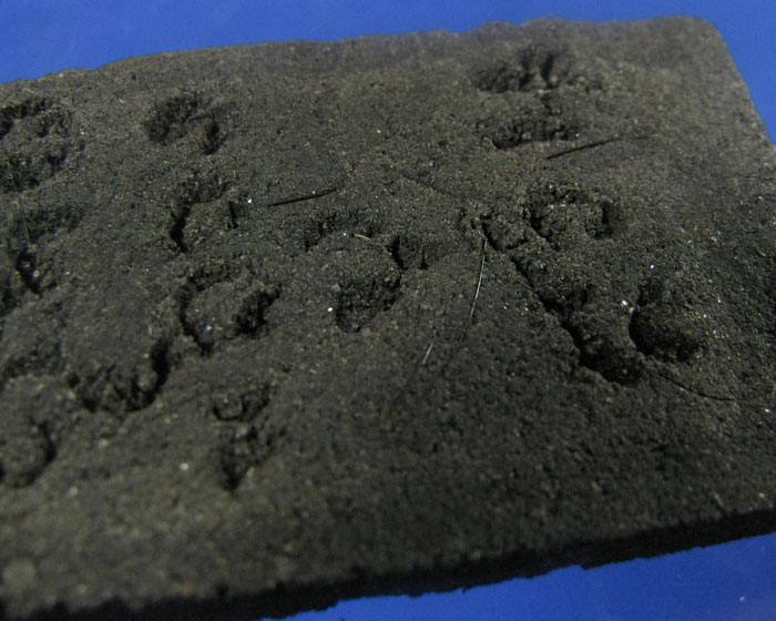 พระสีวลี เนื้อว่านสีดำ ล.ป.สวน วัดนาอุดม จ.อุบลราชธานี