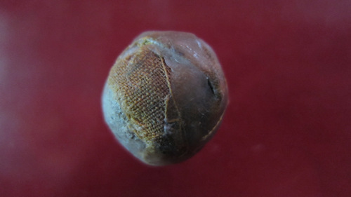 ลูกอม+รูปถ่ายหลวงปู่คำบุ