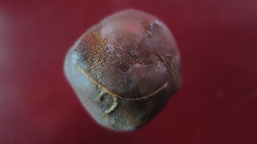 ลูกอม+รูปถ่ายหลวงปู่คำบุ