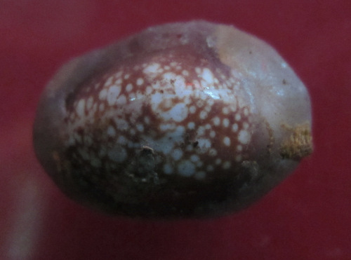 เบี้ย+รูปถ่ายหลวงปู่คำบุ