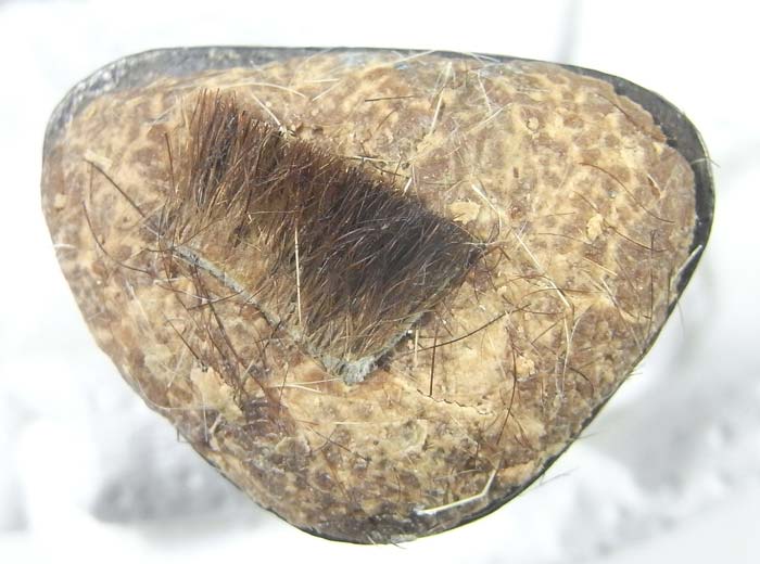  รูปหล่อพ่อปู่ฤษีหน้าเสือ หลวงพ่อตัด วัดชายนา ก้นอุดผงและหนังเสือ ปี 2551