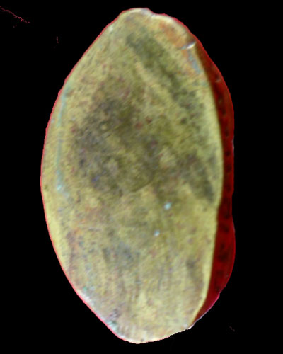 หลวงพ่อเงินวัดสมาบาป พิธีวัดท้ายน้ำปี 15