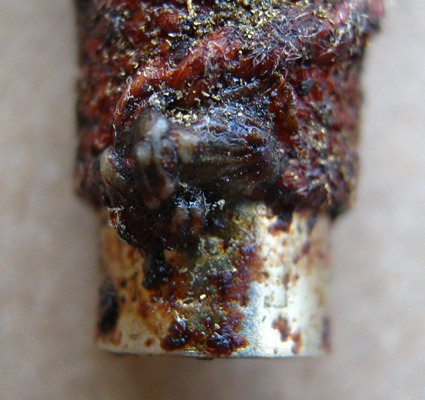 ตะกรุดปืนแตก เนื้อเงินจารมือ แช่น้ำหมาก หลวงปู่คำบุ วัดกุดชมภู จ.อุบลราชธานี ปี2553 สร้าง1,000ชุด 