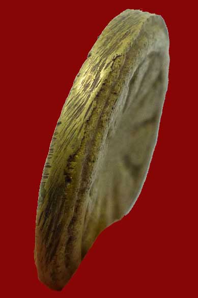 งบน้ำอ้อย หลวงพ่อโบ้ย วัดมะนาว 