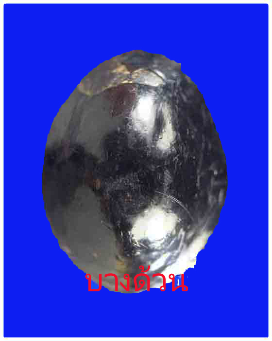 เบี้ยแก้หลวงปู่เจือวัดกลางบางแก้วลงรักปิดทองสวย