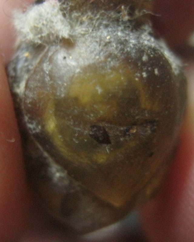 ลูกอมทองไหล หลวงพ่อทอง วัดเขาตะเครา