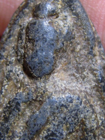 พระลีลา เนื้อชินเเขียว จ.สุโขทัย พระมีไขและปานดำทั่วไป พระดูง่าย