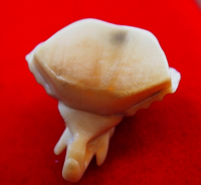 หัวช้างงาแกะ สำหรับร้อยสร้อยสวยๆครับ