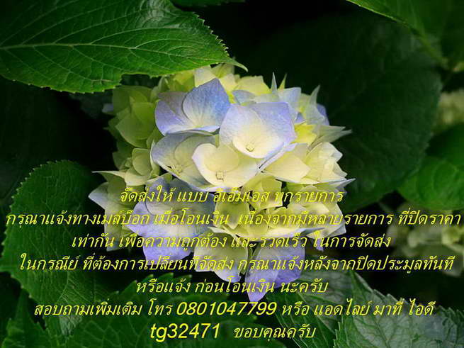 *T7*พระปิดตาวัดยายร้า (สุวรรณรังสรรค์) เนื้อเทาผงธูป ฝังพลอยหน้า/หลัง (พลอย 1+1 เม็ด) +โรยผงตะไบ **