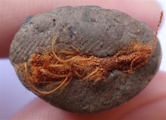 กริ่งชินบัญชรอีสาน หลวงปู่คำบุ นวะก้นอุดผง เลข55 เคาะเดียว 