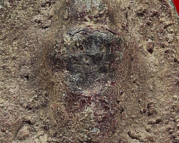 พระร่วงยืน ฐานสูง หลังผ้า กรุลพบุรี