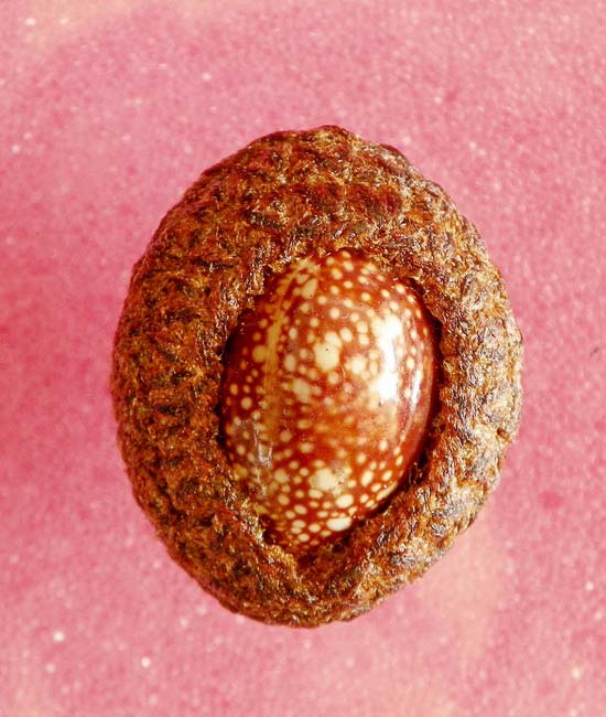 เบี้ยแก้ปรอดธรรมชาติ รุ่นแรก หลวงปู่เร็ว วัดหนองโน ศิษย์เอก ญาท่านสวน