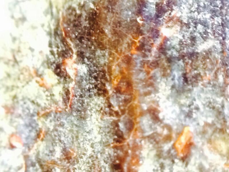 พระร่วง หลังรางปืน สนิมแดง