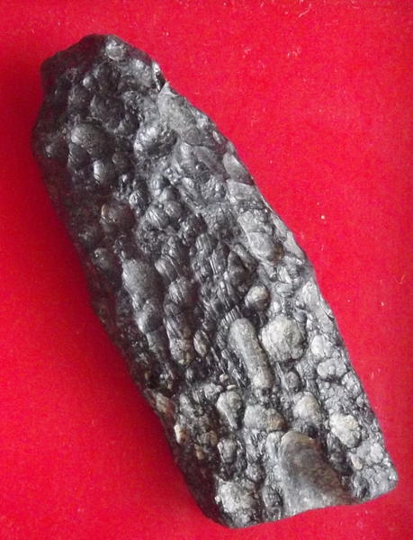 สะเก็ดดาวจากนอกโลก หรืออุลกมณี Tektite ชิ้นที่ 55