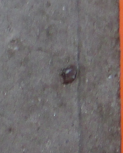 พระผงรูปเหมือน ครบ 8 รอบ ญาท่านสวน วัดนาอุดม จ.อุบลฯ (3)