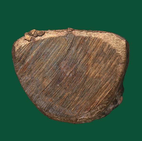 + หล่อโบราณนั่งอวยพรรุ่นแรก!!! พ่อท่านเอื้อม วัดบางเนียน + 