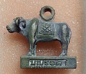 วัวบุญรอด วัดศรีพโลทัย เนื้อนวะ 