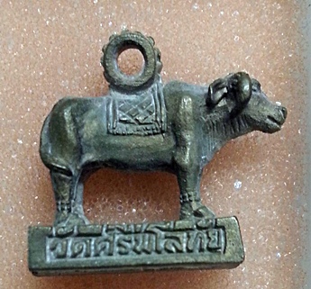 วัวบุญรอด วัดศรีพโลทัย เนื้อนวะ 