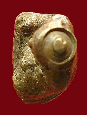 ไตฮงกง รุ่น 2  องค์ที่ 2 หัวกลึง 