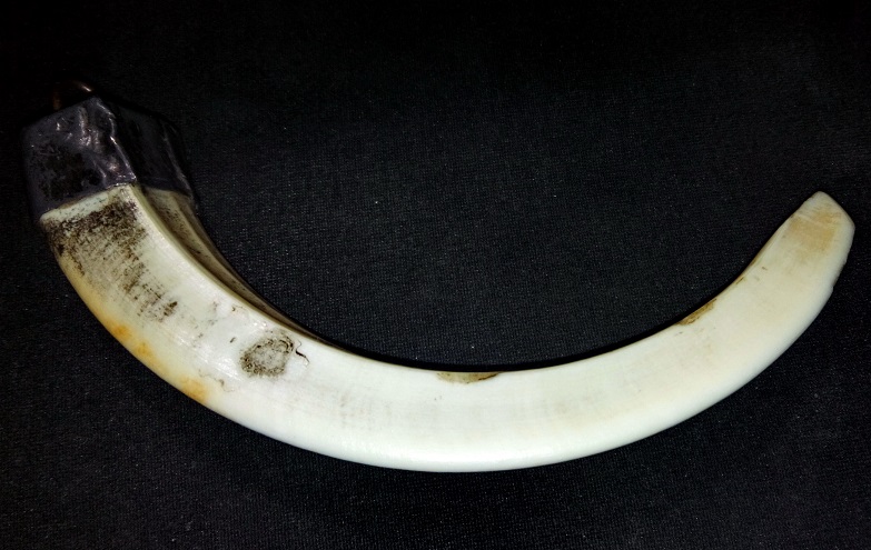 *เขี้ยวหมูตันแกะ หลวงพ่อเปิ่น วัดบางพระ นครปฐม สภาพสวย**