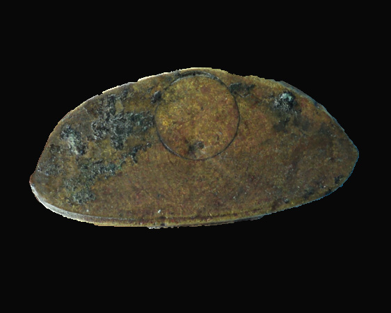 พระพุทธโคม  